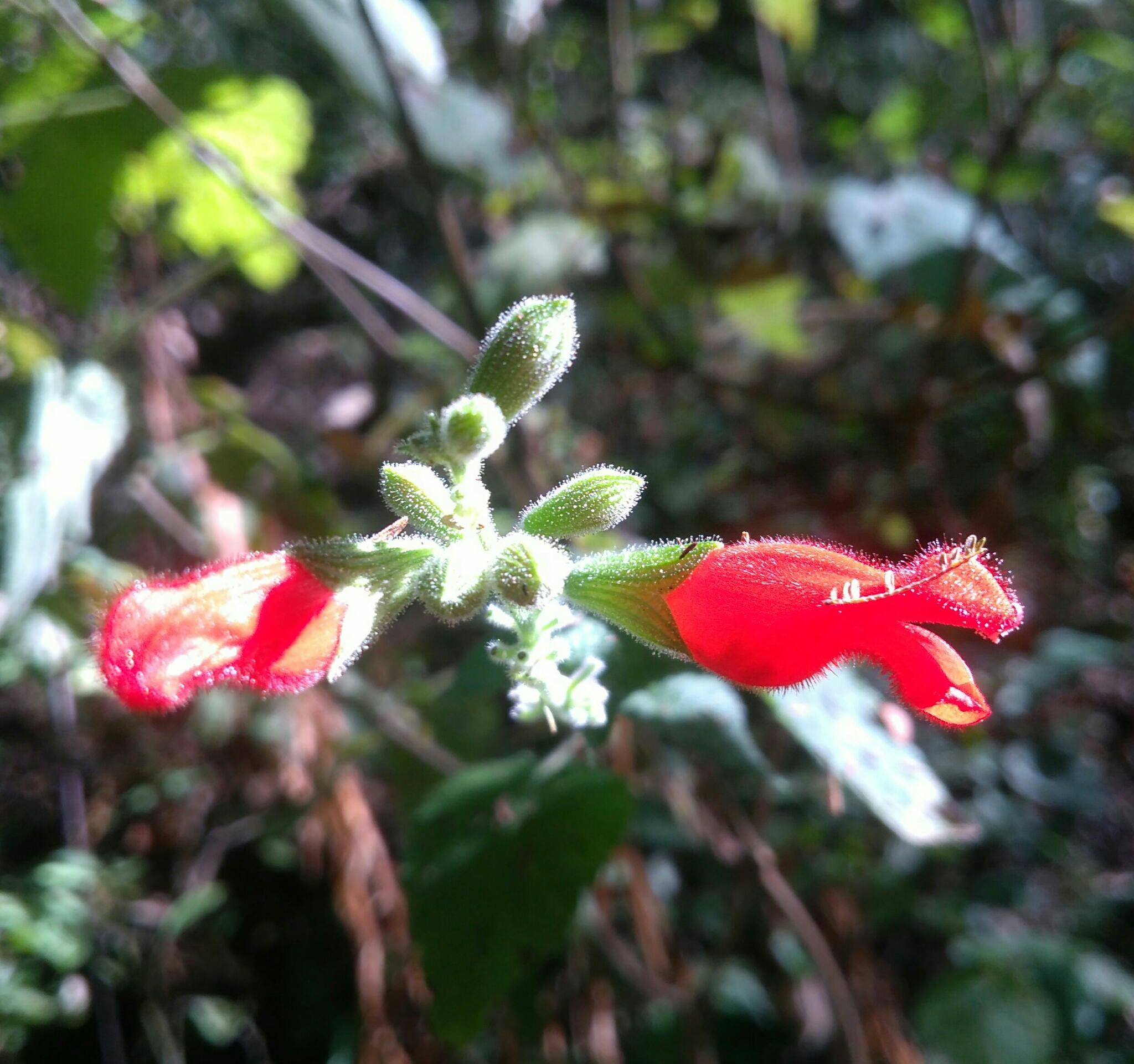 Salvia adenophora